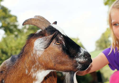 Shenandoah Acres Petting Zoo